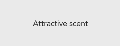 Attractive Scent