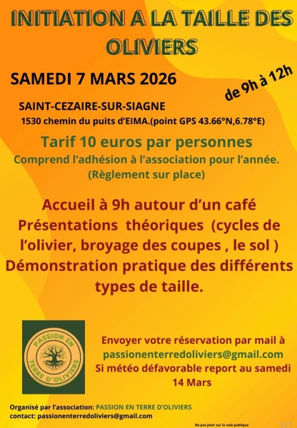 07_mars_taille_des_oliviers